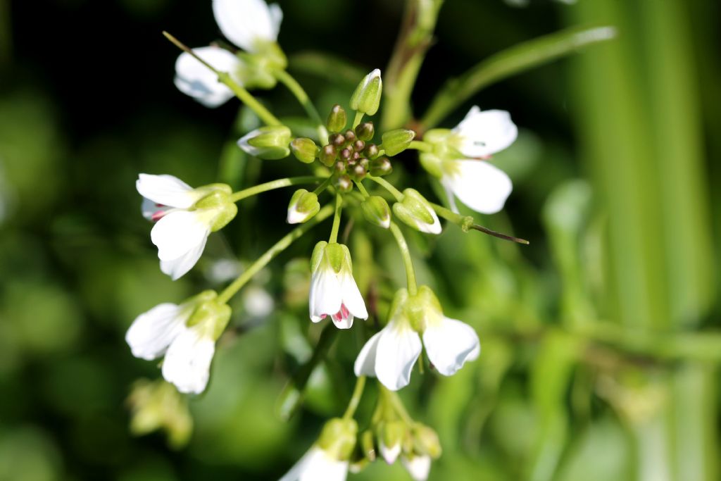 Nasturtium officinale? No, Cardamine amara